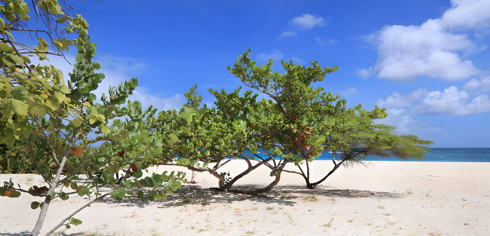 TP63643: Tropisch Strandleven onder de Zon