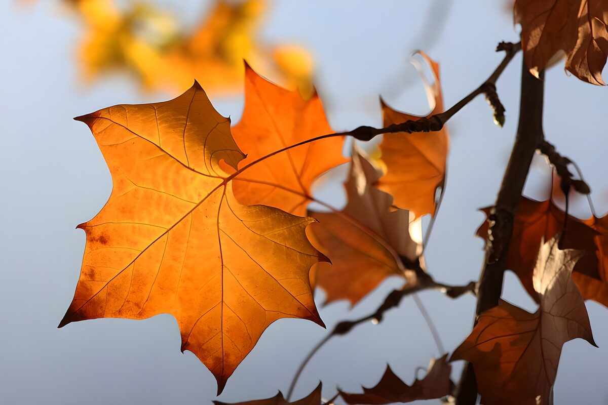 Gouden bladeren in de herfstzon