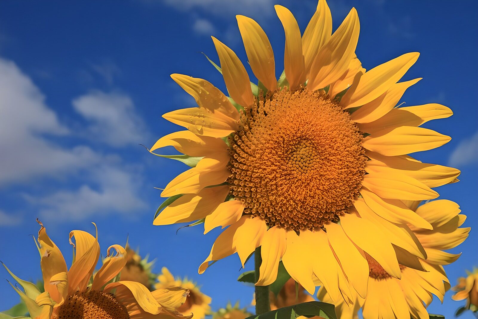 TP73403: Stralende Zonnebloemen onder een Blauw Lucht