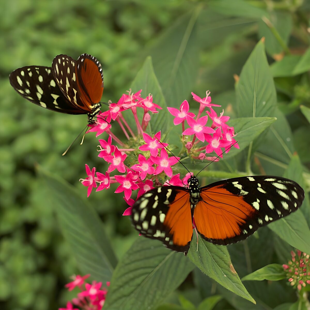 Vuurvlinders op roze bloementjes