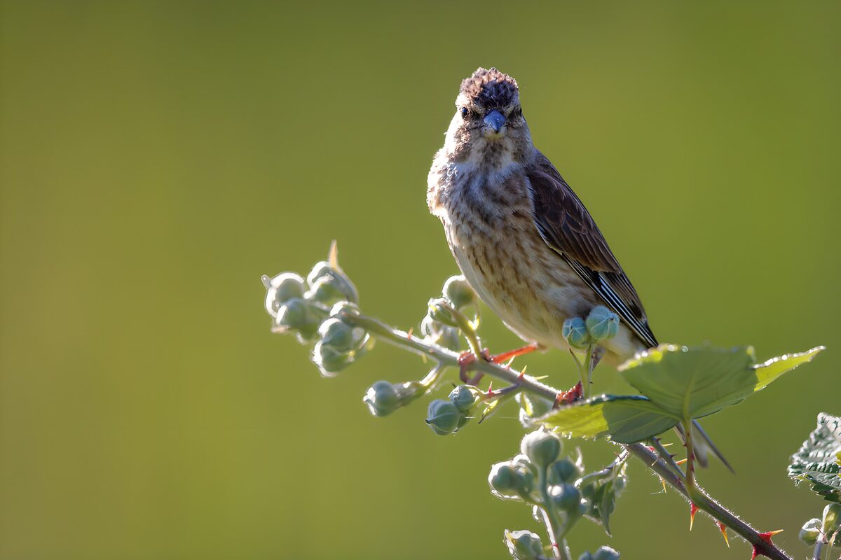 Zangvogel op tak in de natuur