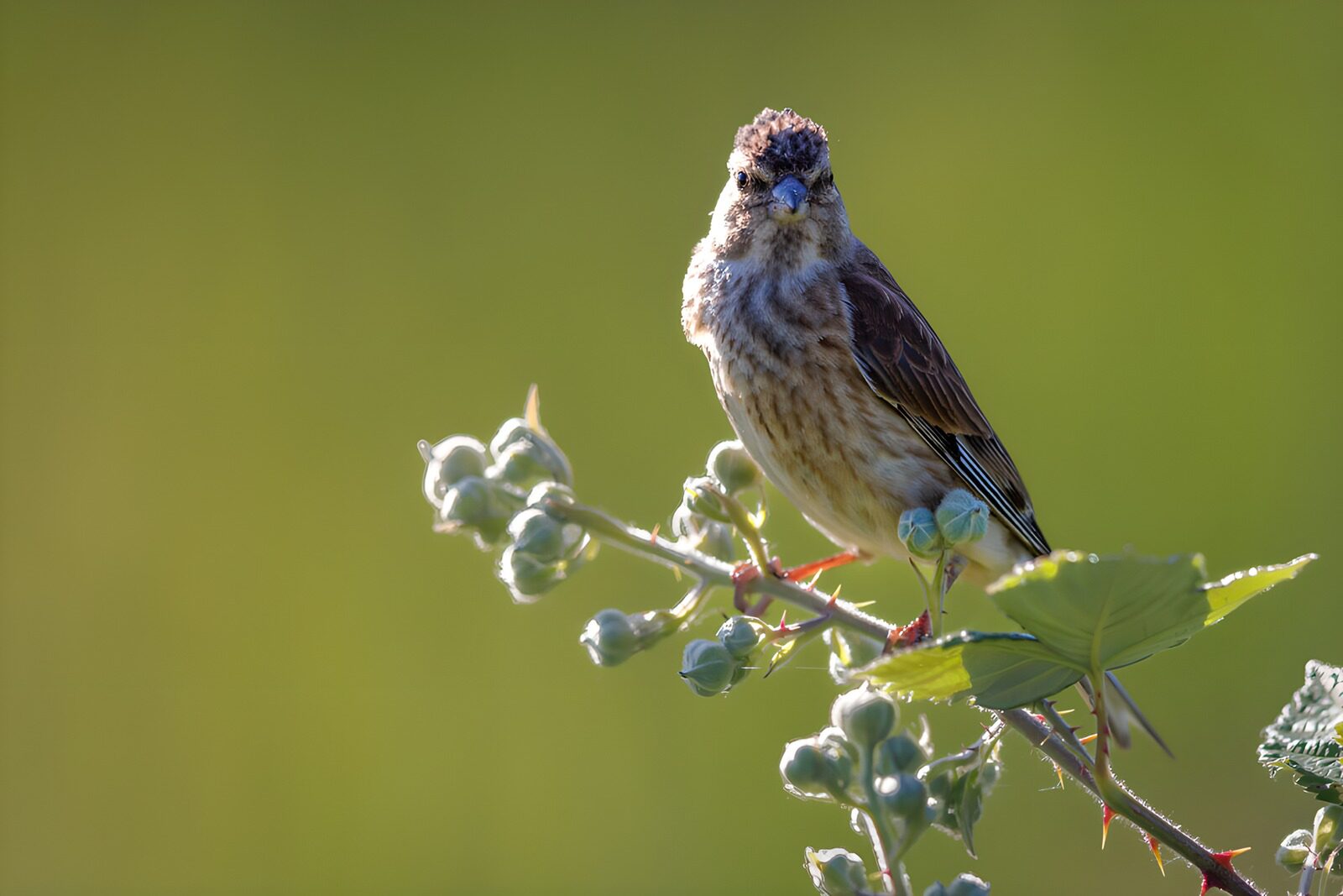 TP12874: Zangvogel op tak in de natuur