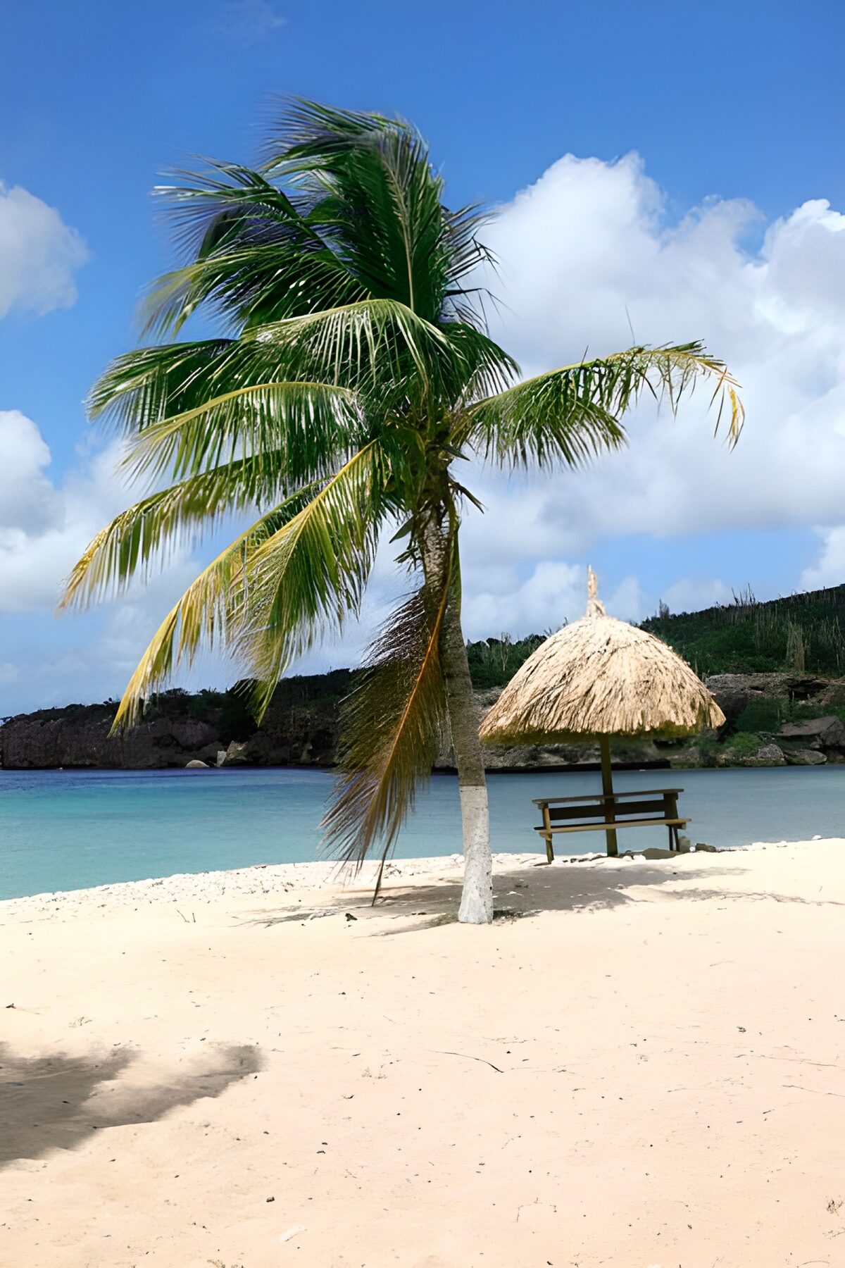 TP16448: Palmboom op wit strand met rieten parasol