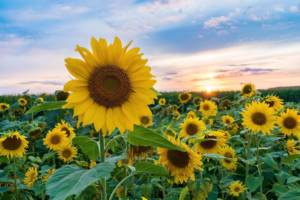 Zonnebloemen bij zonsondergang