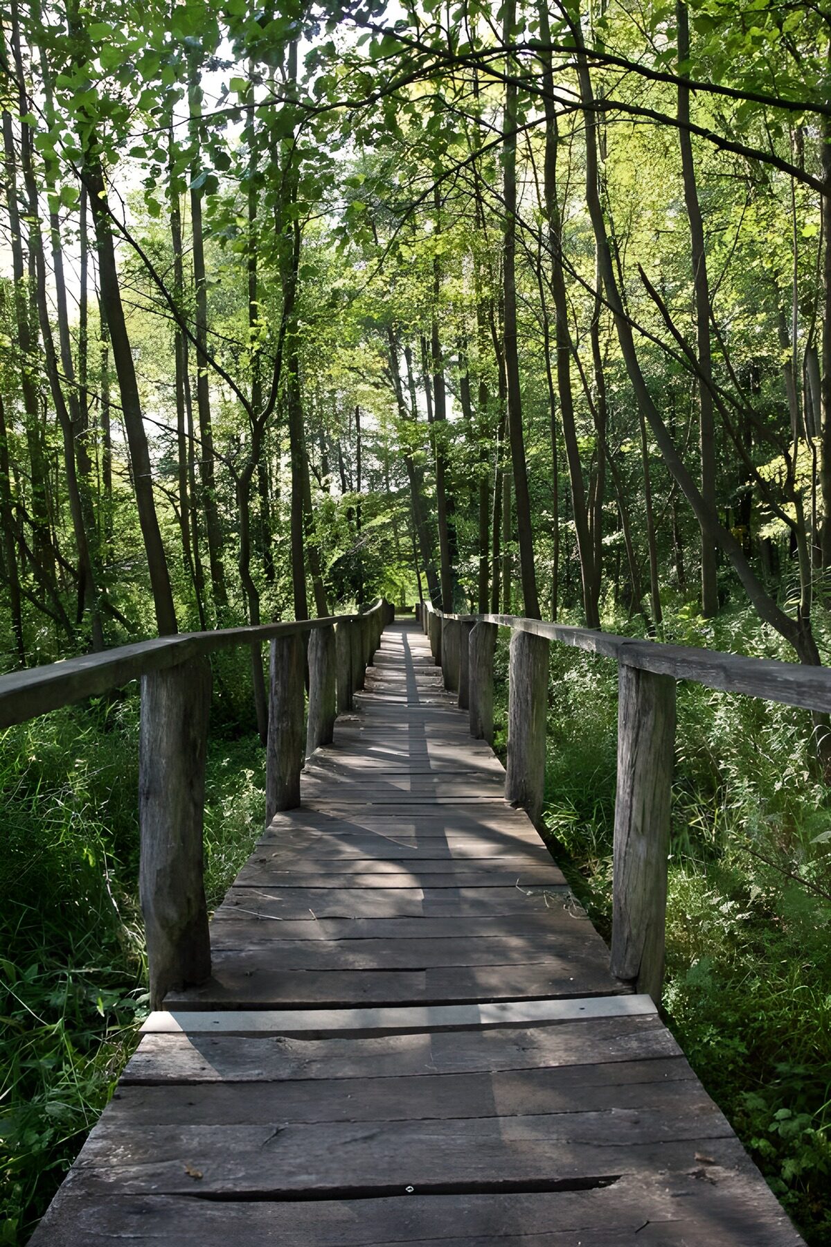 Mooi pad door het groene bos