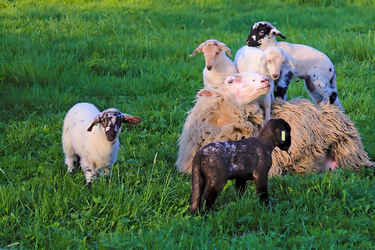 Speelse lammetjes bij schaap