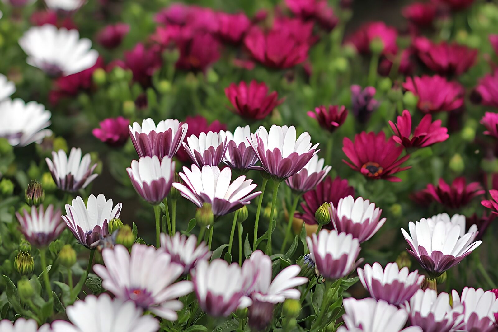 TP53063: Ochtend gloren van margrieten
