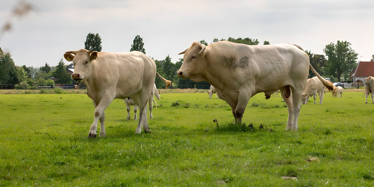 Zachte Hooglanders op Groene Weide