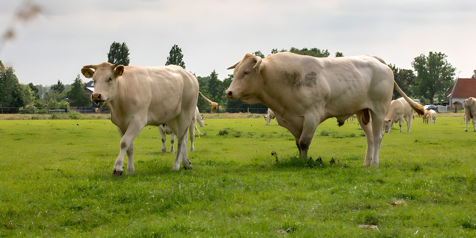 TP80805: Zachte Hooglanders op Groene Weide