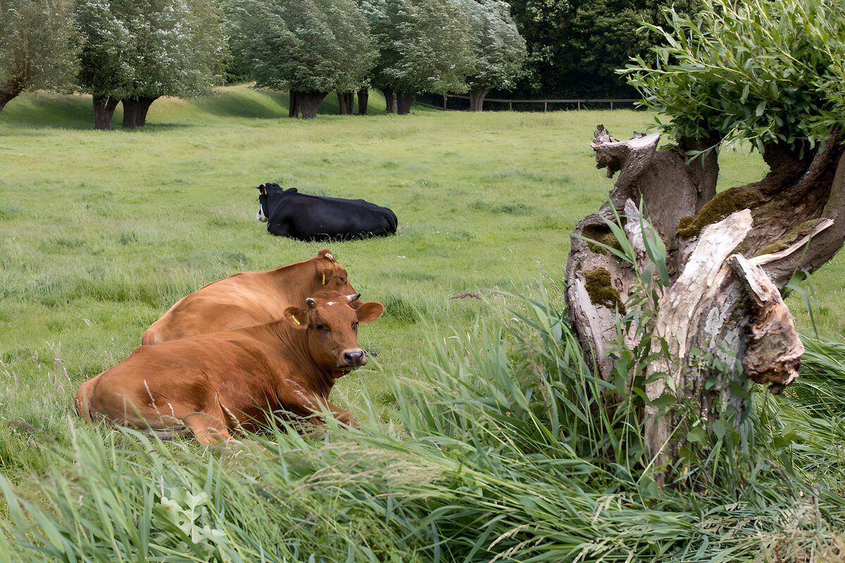 Rustige koeien in groene weide