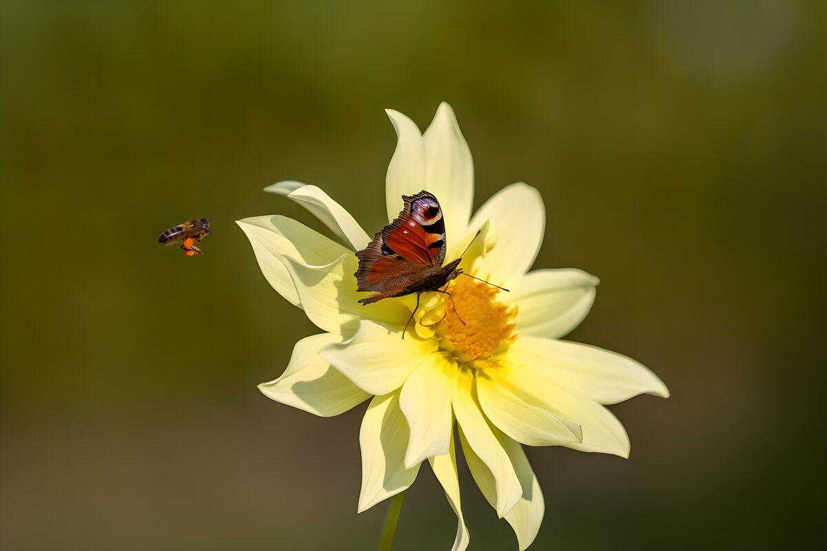 Vlinder en bij op een bloemenveld