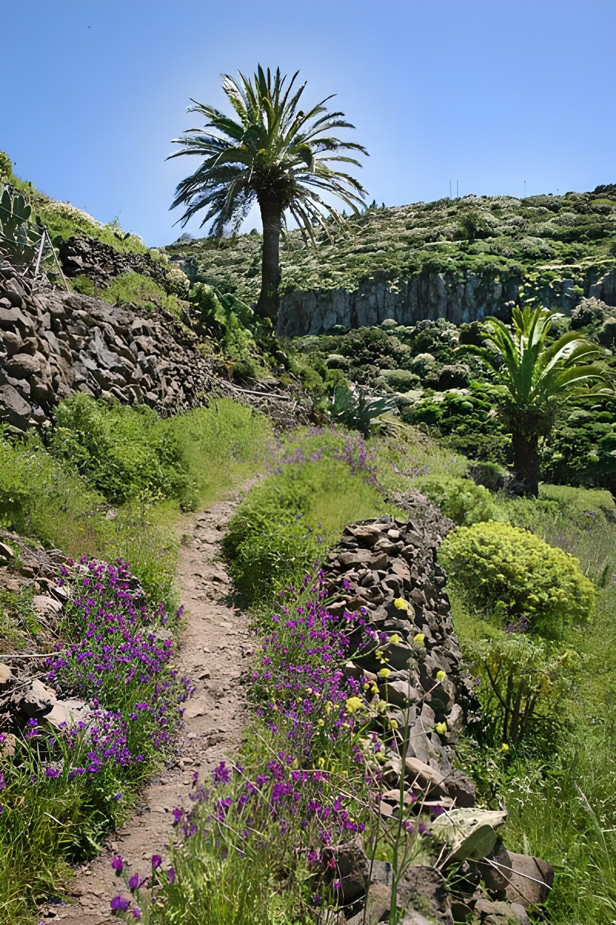 TP18500: La Gomera 36