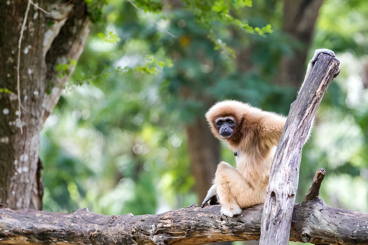 Gibbon op een tak