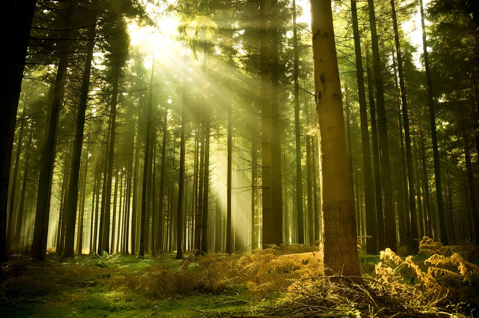 TP17626: Stralend licht in het bos