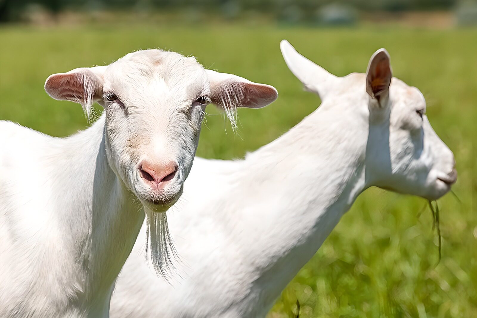 TP45066: Twee witte geiten in de wei