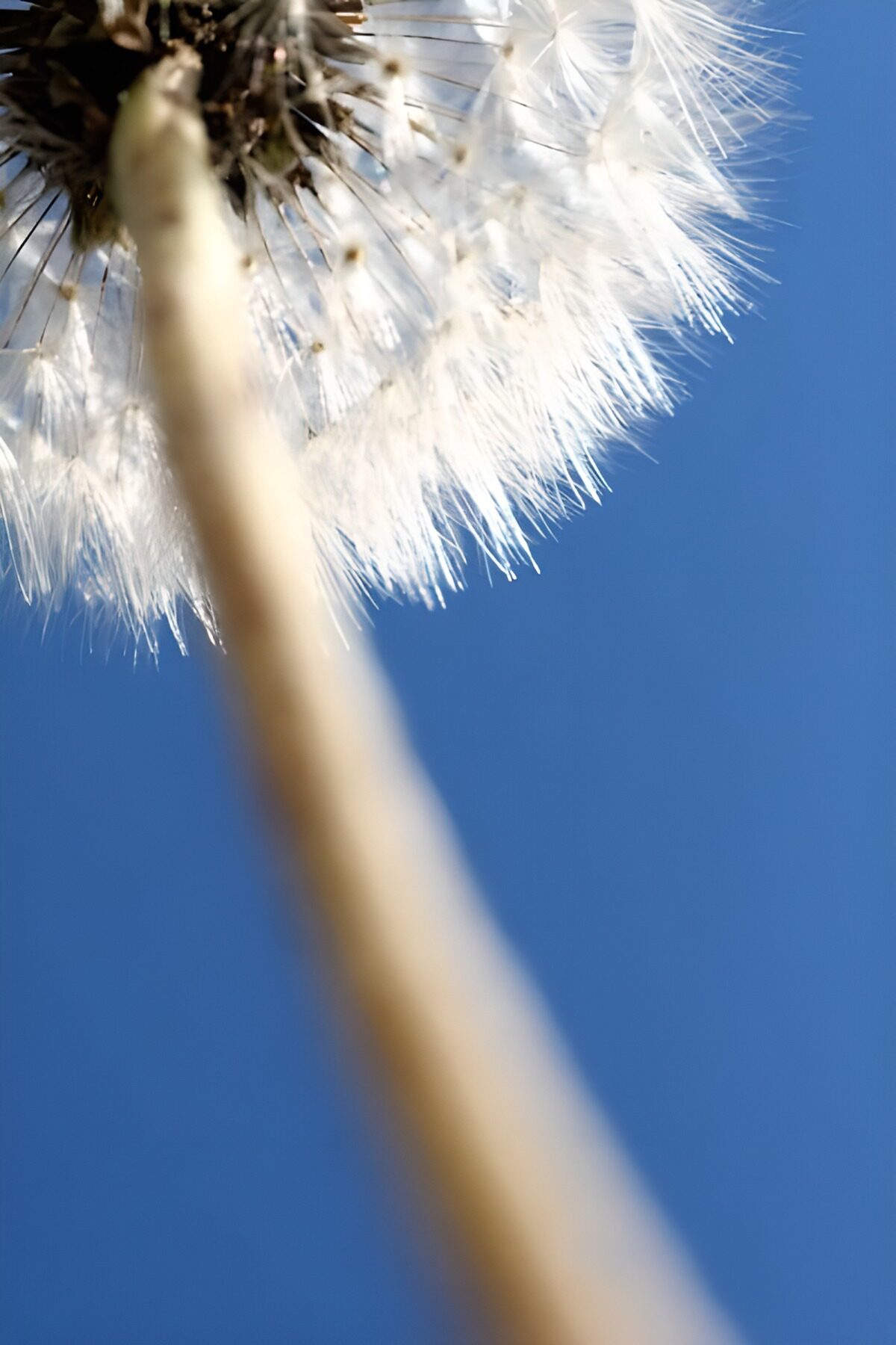 Pappus in the sky