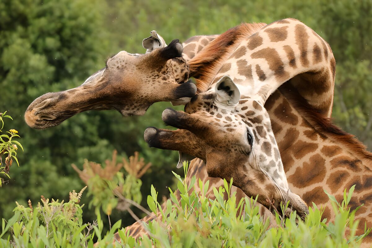 Vechtende giraffen in de natuur