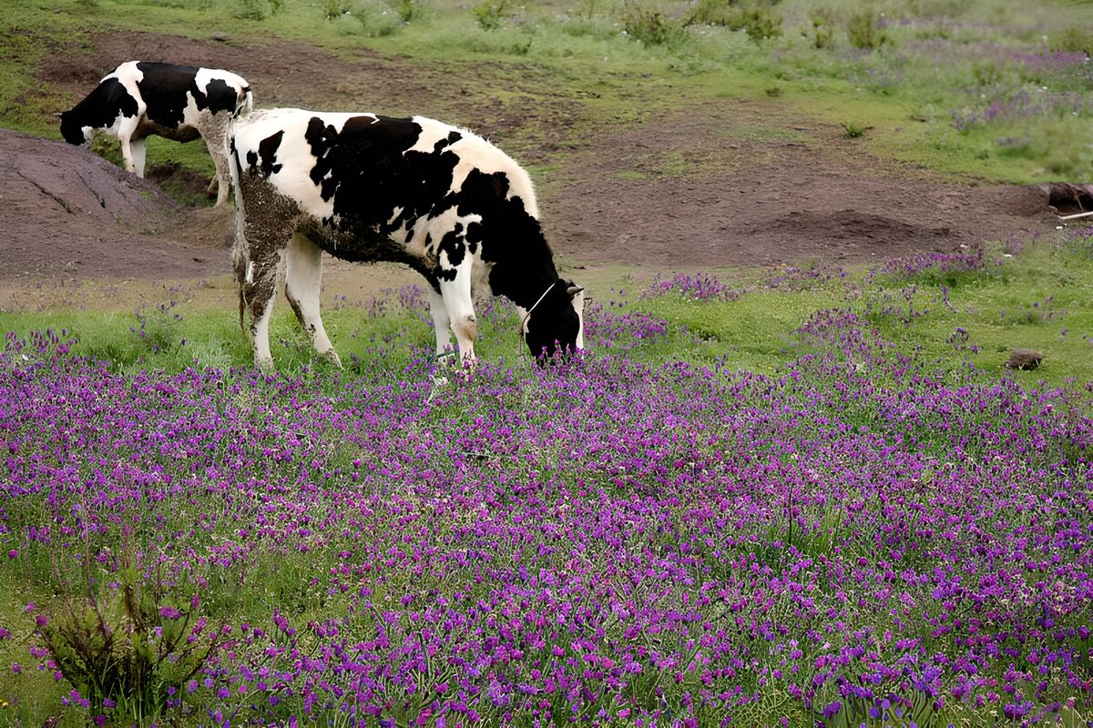 Koeien in paars bloemenveld 2