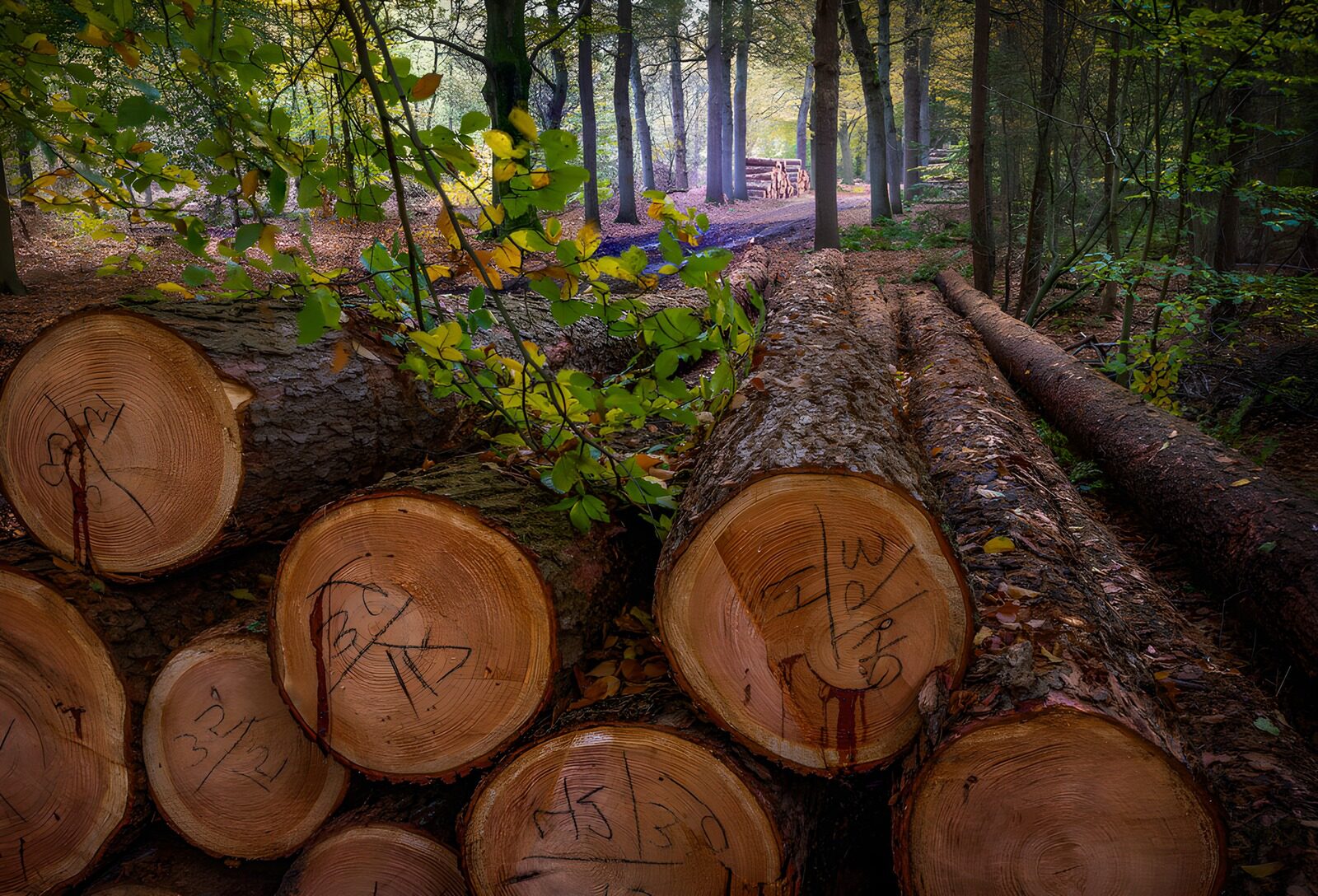 TP47324: Gezaagd Hout in het Bos