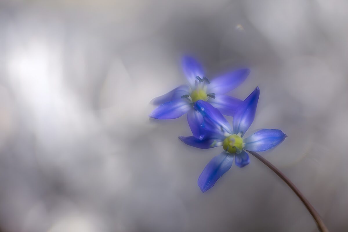 Violette bloemen in zachte achtergrond