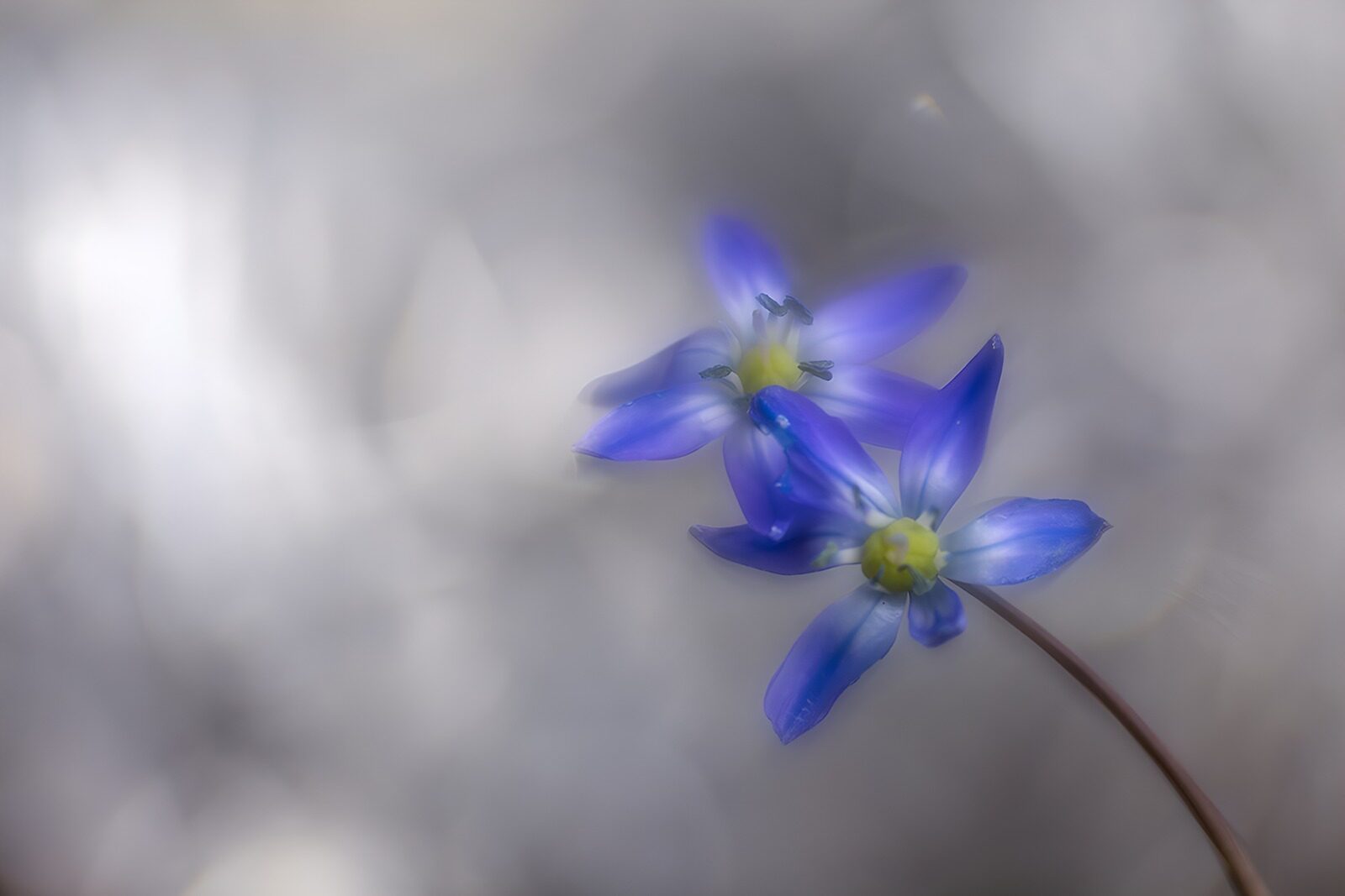 TP27269: Violette bloemen in zachte achtergrond