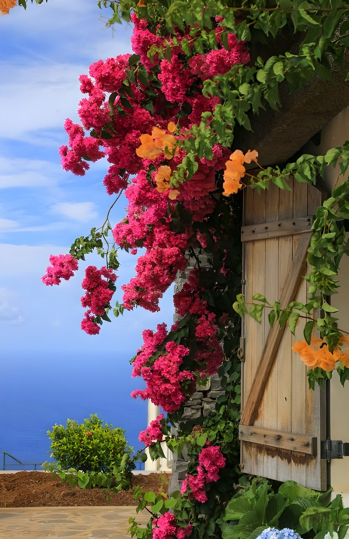 TP11742: Huisje met houten luikjes en bougainville