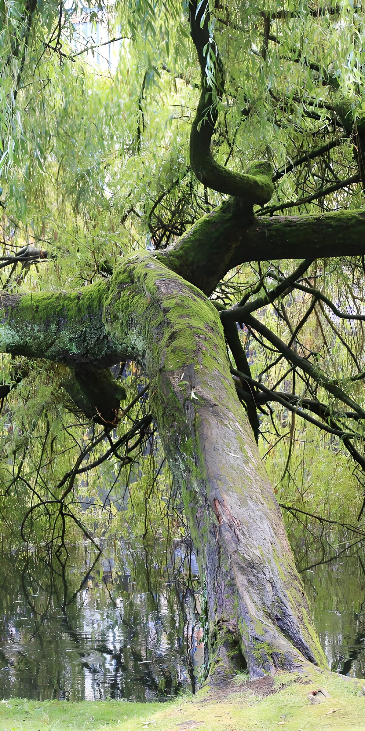 TP38433: Krullende boom bij het water