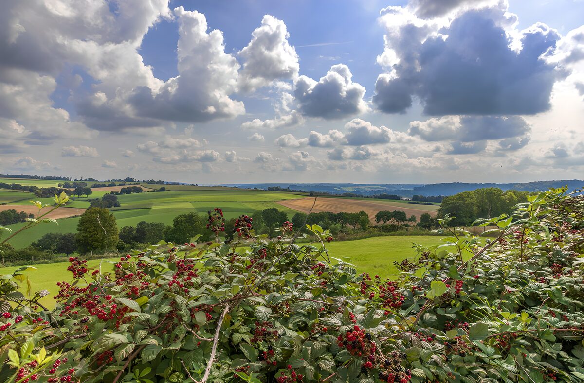 Prachtig uitzicht over groene velden