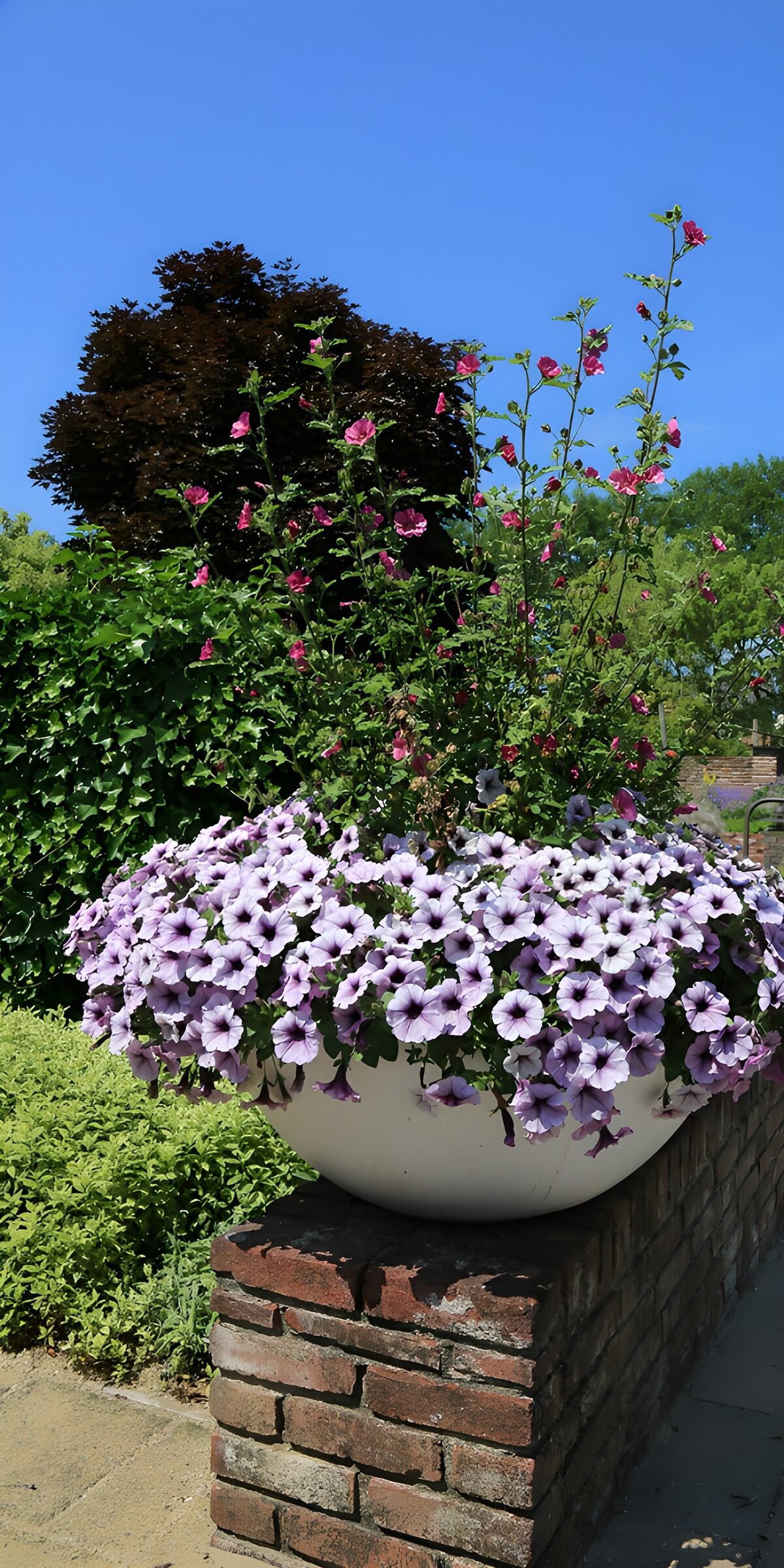 Zomerbloemen in een mooie plantenhanger