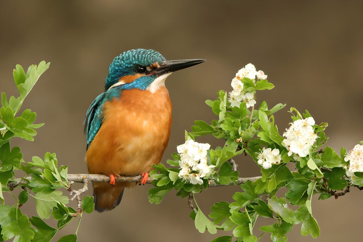 Prachtige ijsvogel op bloeiende tak
