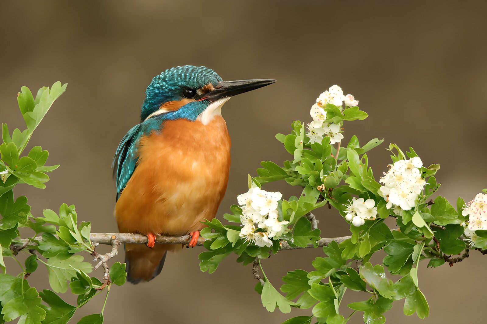 TP43915: Prachtige ijsvogel op bloeiende tak