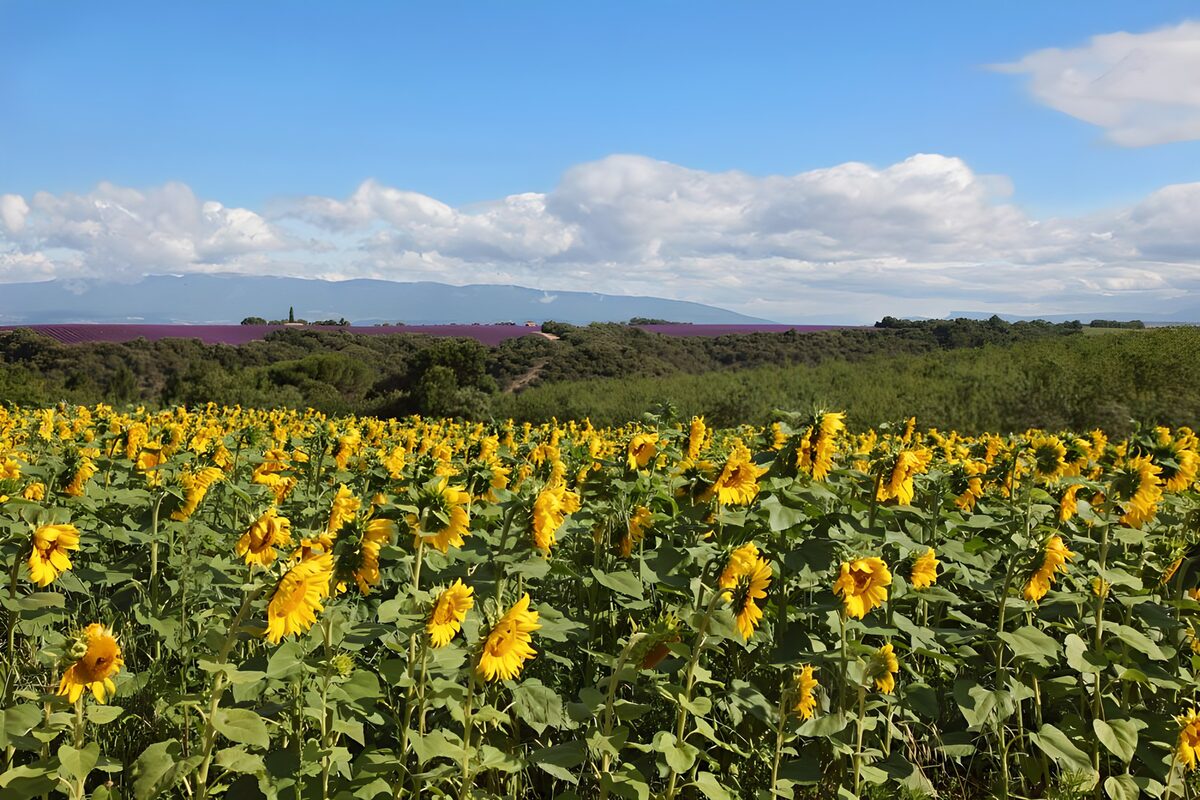 Vergezicht met zonnebloem en lavendelvelden