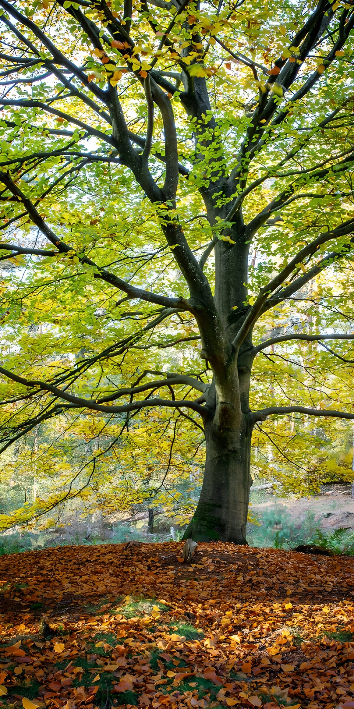 TP80517: Beuk in herfst