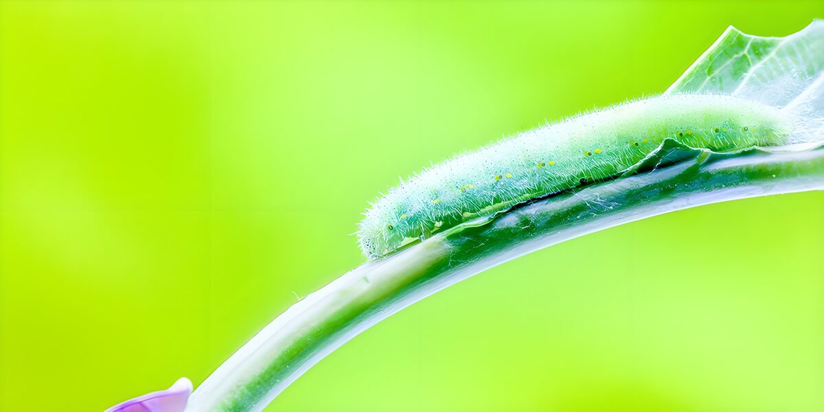 Groene rups kruipend op een tak