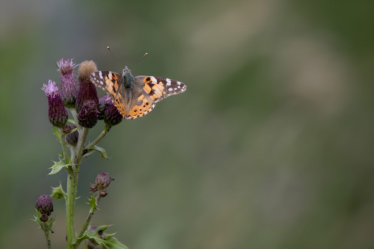 Vlinder op een bloemenstruik
