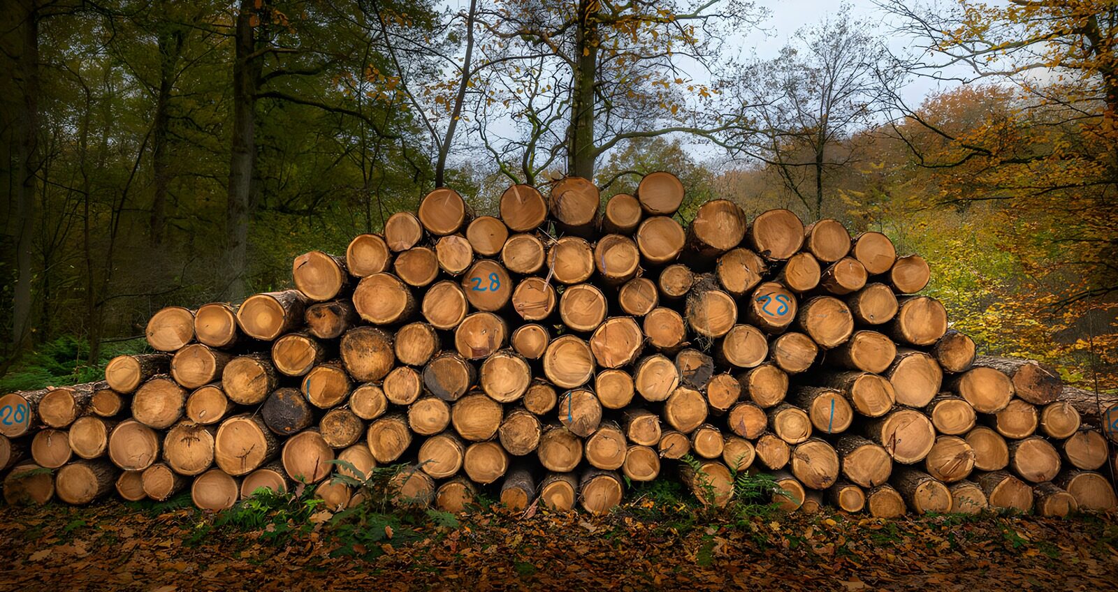 TP25039: Gestapelde houtblokken in het bos