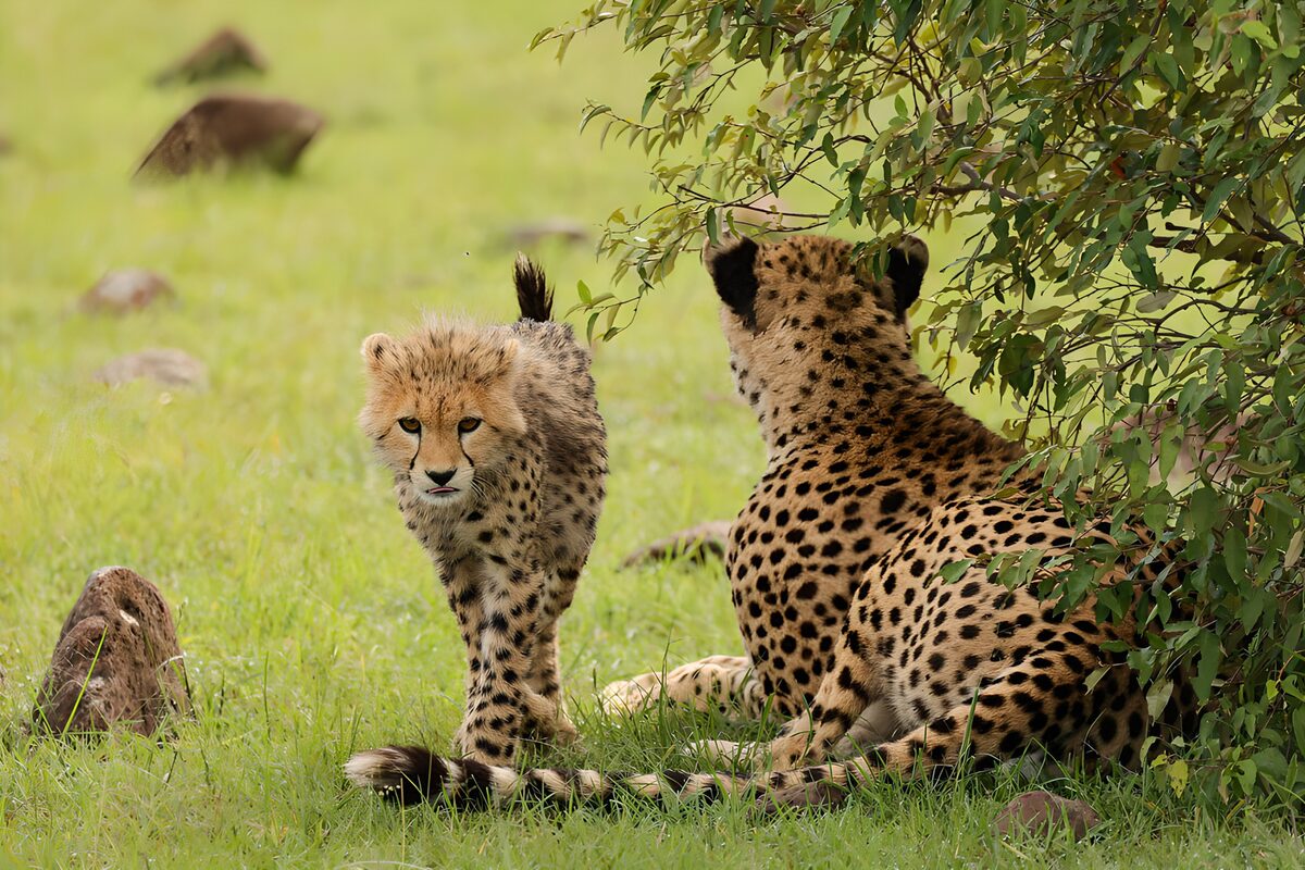 Twee cheeta's in de natuur