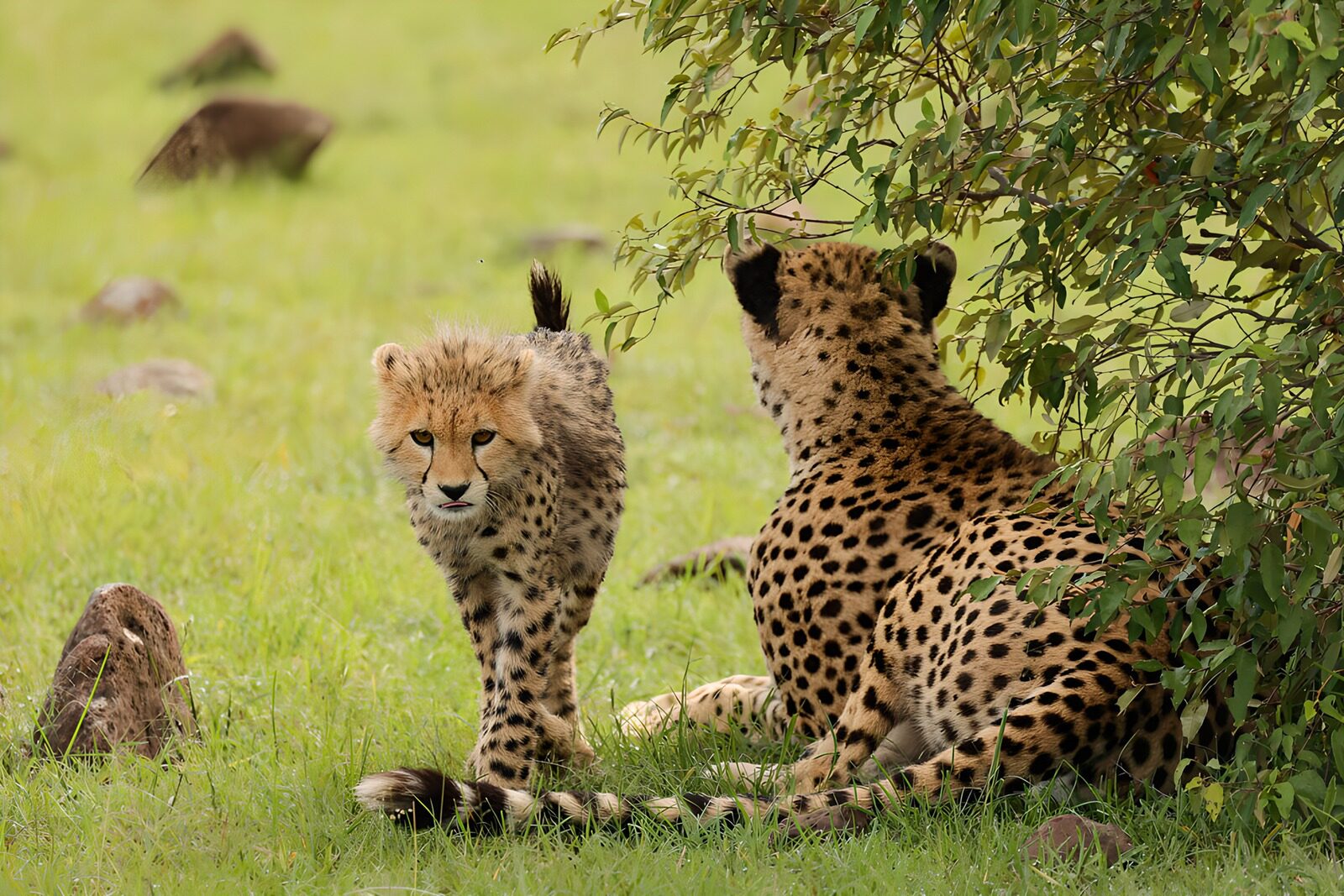 TP25536: Twee cheeta's in de natuur