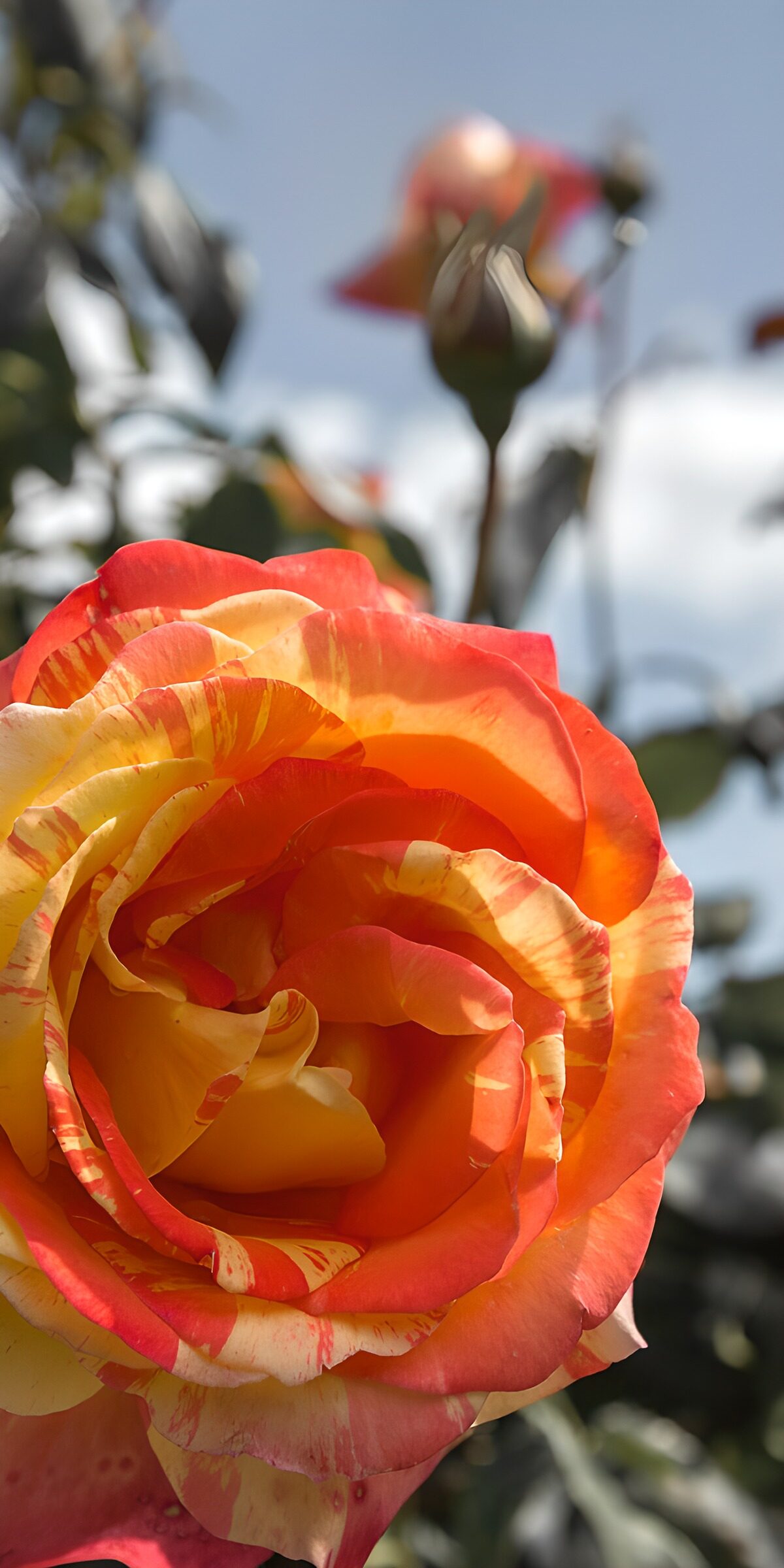 Kleurrijke rozen in bloei
