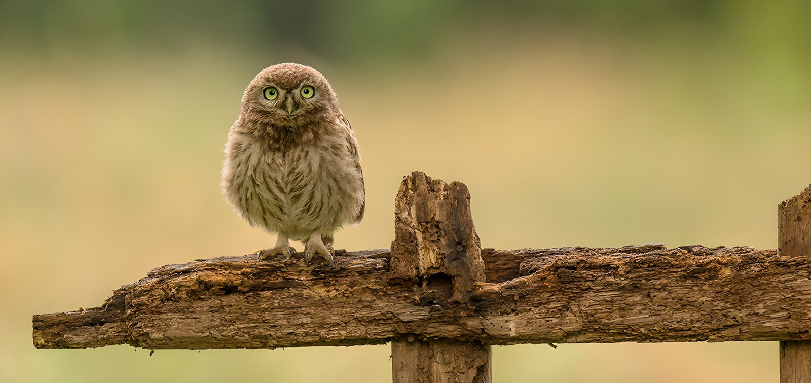 TP61601: Schattige uil op een tak