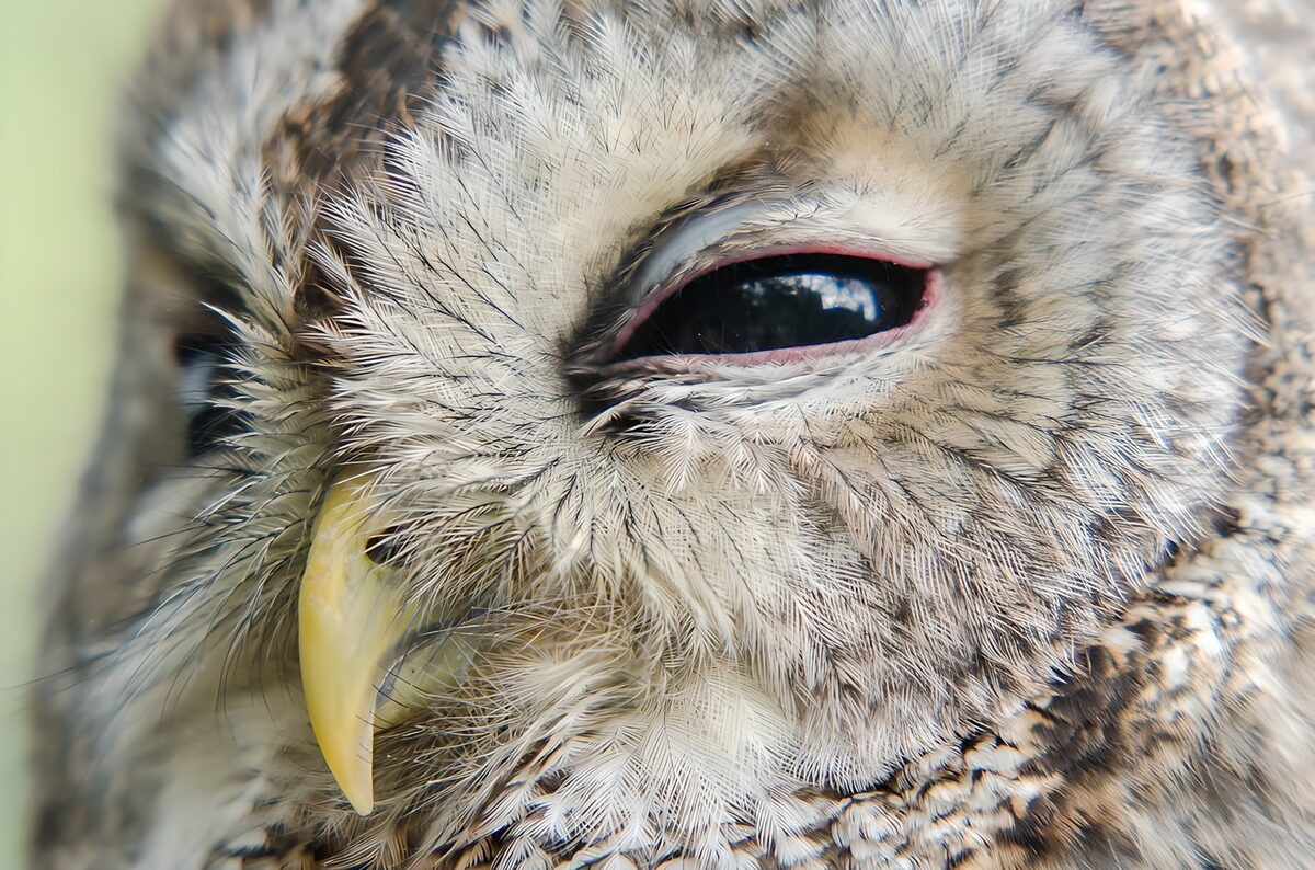 Close-up van een Uil