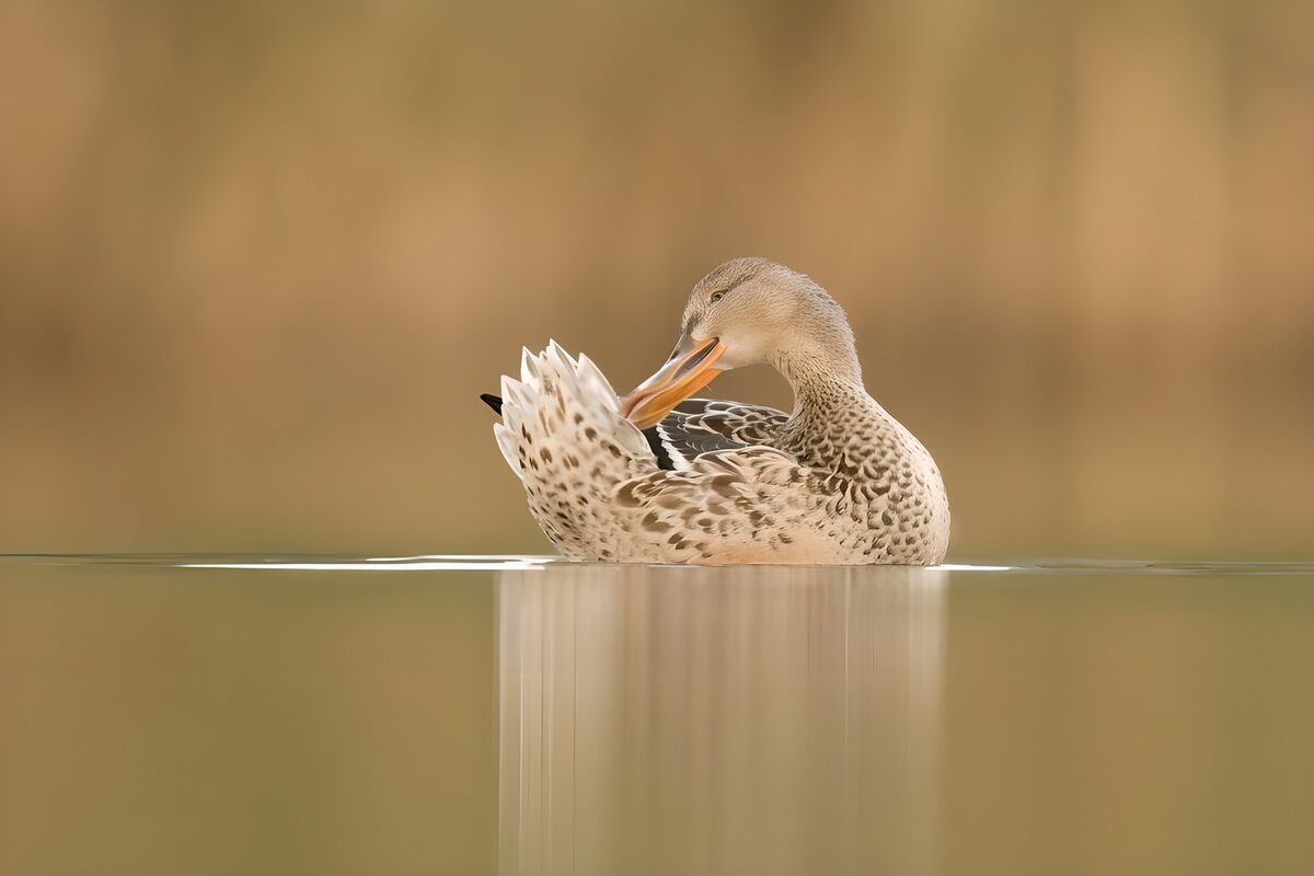 Zittende eend in het water