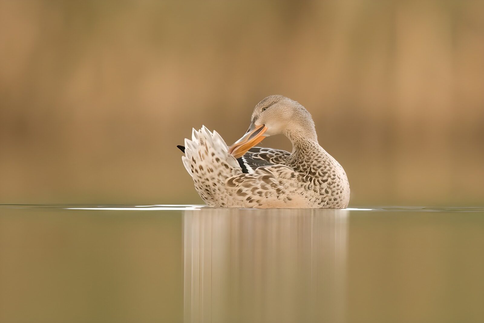 TP75571: Zittende eend in het water