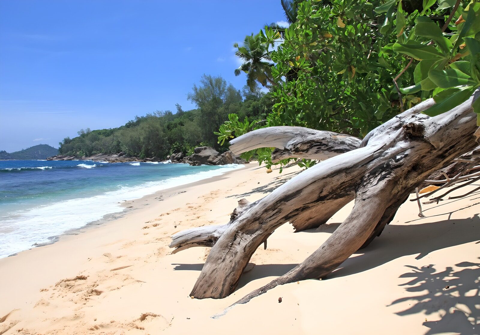 TP31373: Rustige Strandhoek met Dood Hout