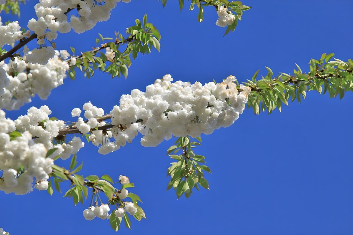 Witte bloesem 2