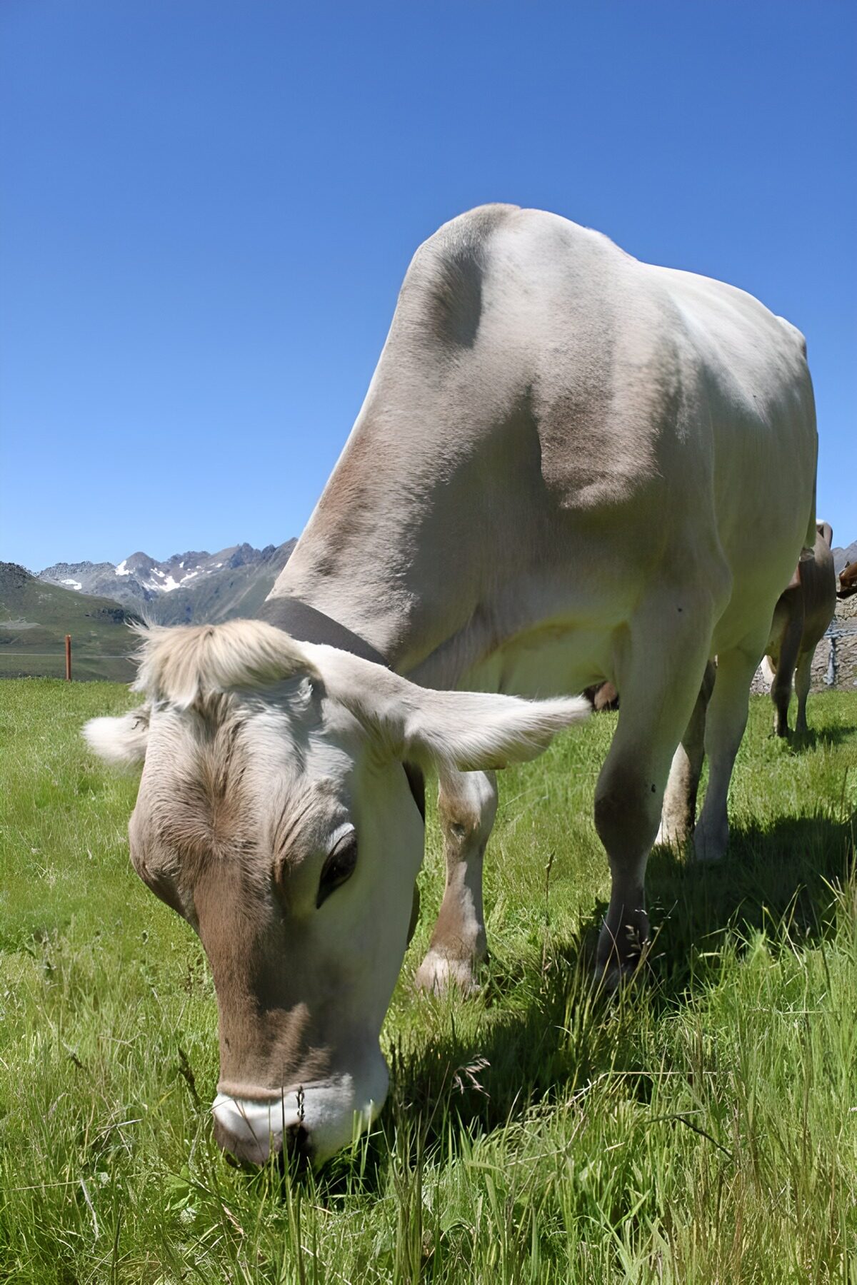 Koe in weiland tussen de alpen