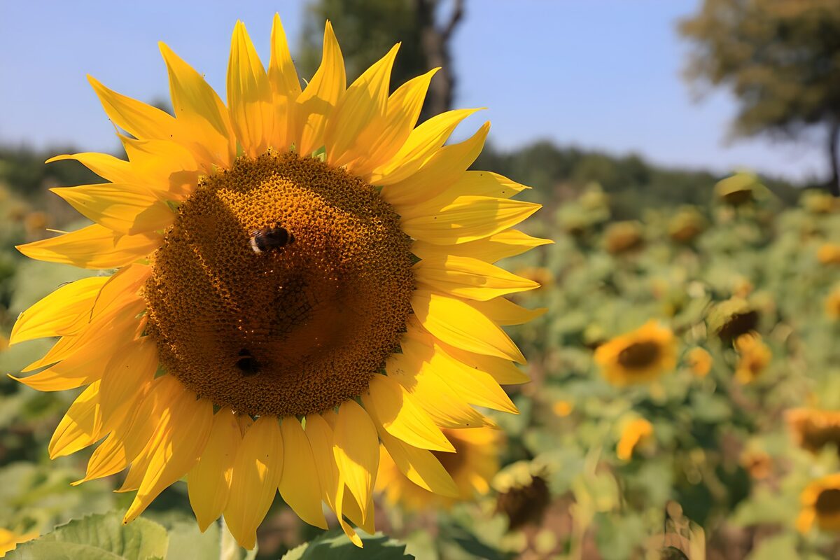 TP31143: Zonnige Zonnebloem in de Natuur