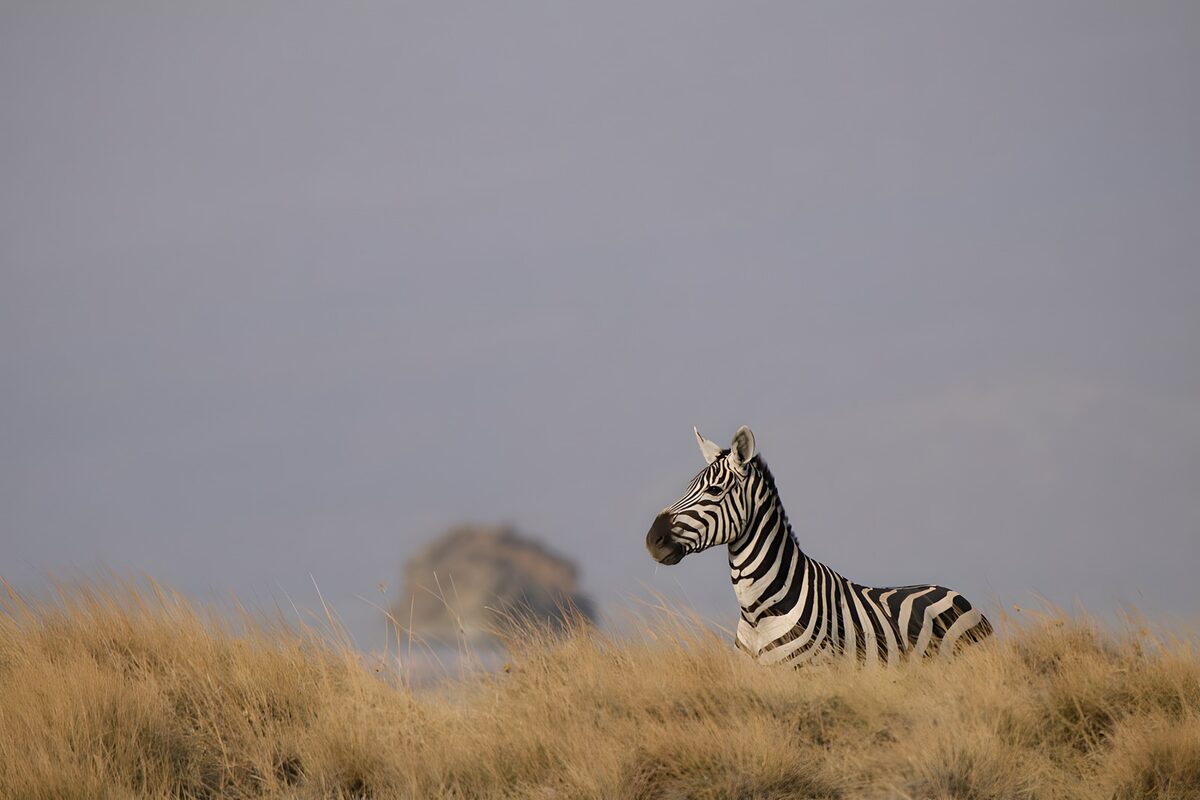 Zebrabezoeker op de savanne