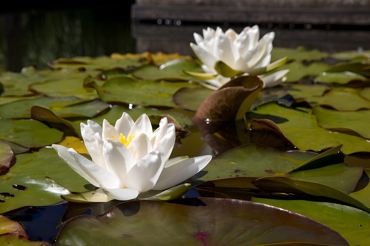 Prachtige waterlelies in volle bloei