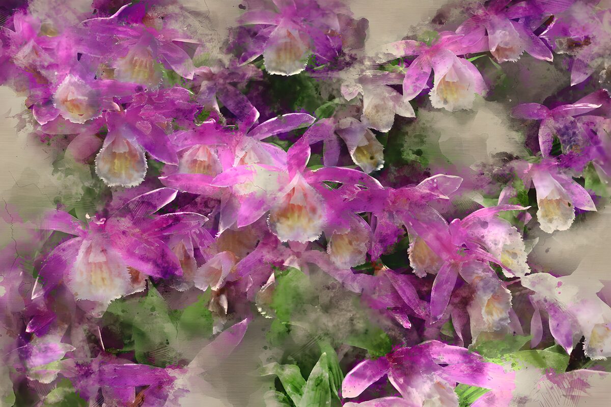 Prachtige paarse orchideeën